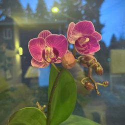 Blooming purple Orchid