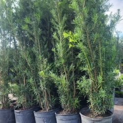 Spectacular Podocarpus Plants For Inmediate Privacy!!!  6 Feet Tall Measurements Over The Pot!!! Fertilized 