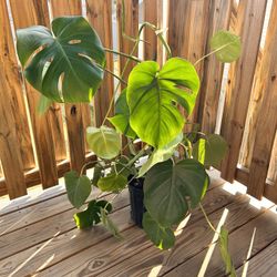 Large Monstera Deliciosa Plant