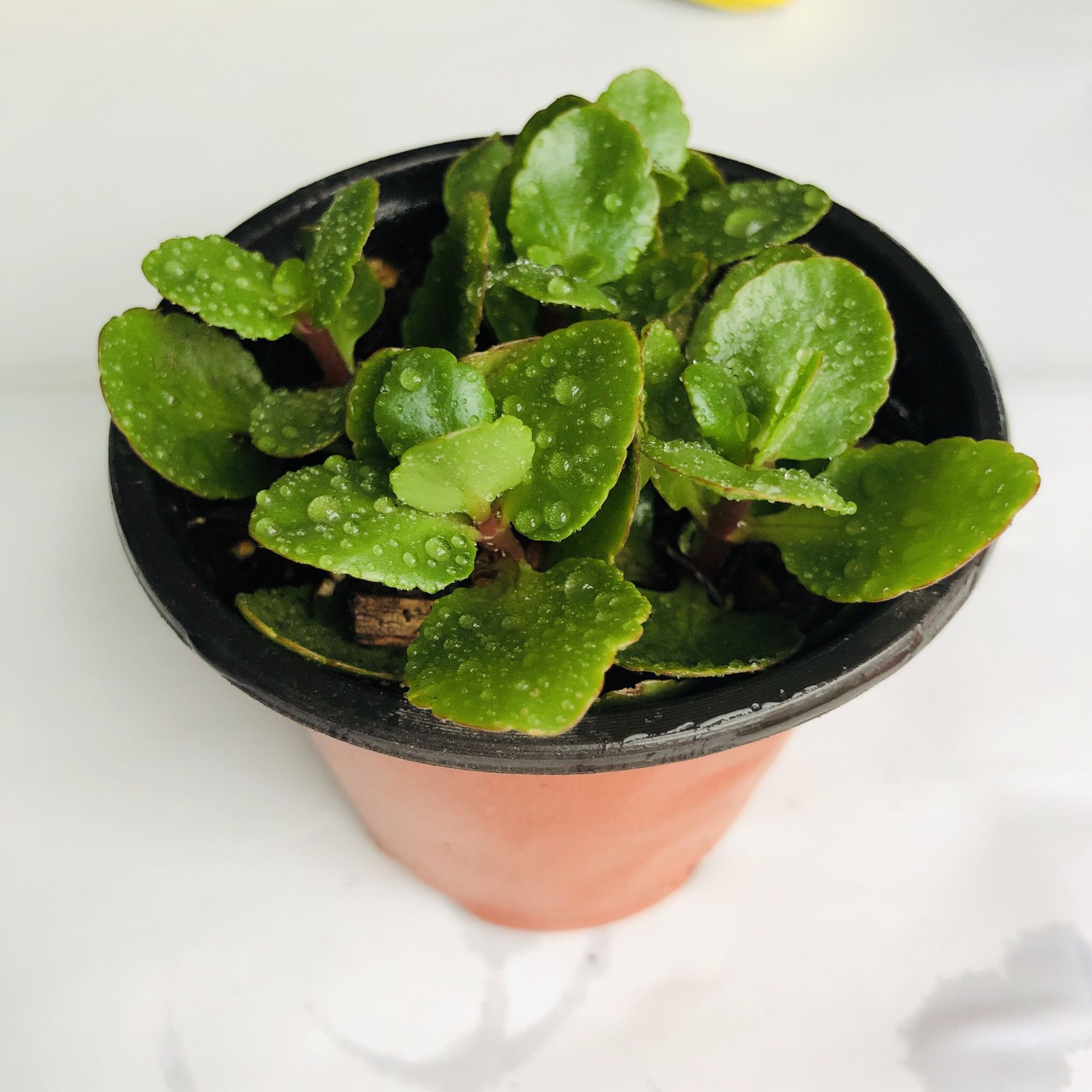 #10. Live plants Kalanchoe in nursery pot