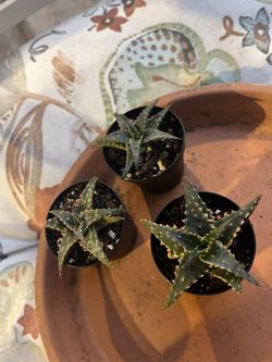 Succulent- Christmas Carol Aloe