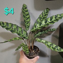 Rattlesnake plant 