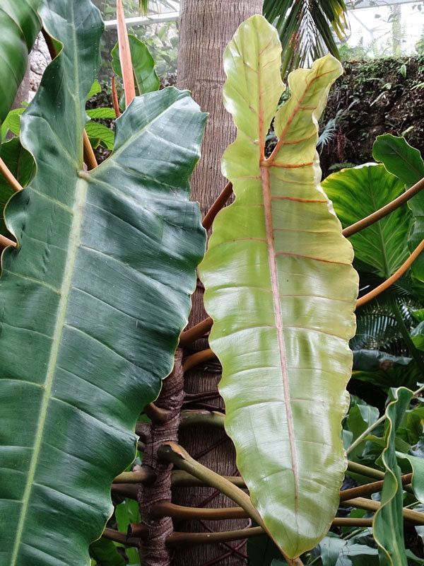 Philodendron Billietiae Croat – Rare Aroid Starter Plant, Tropical Indoor Houseplant, Live Plant (No Pot)