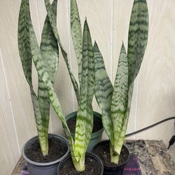 Snake Plant 🪴 Each One Is $10