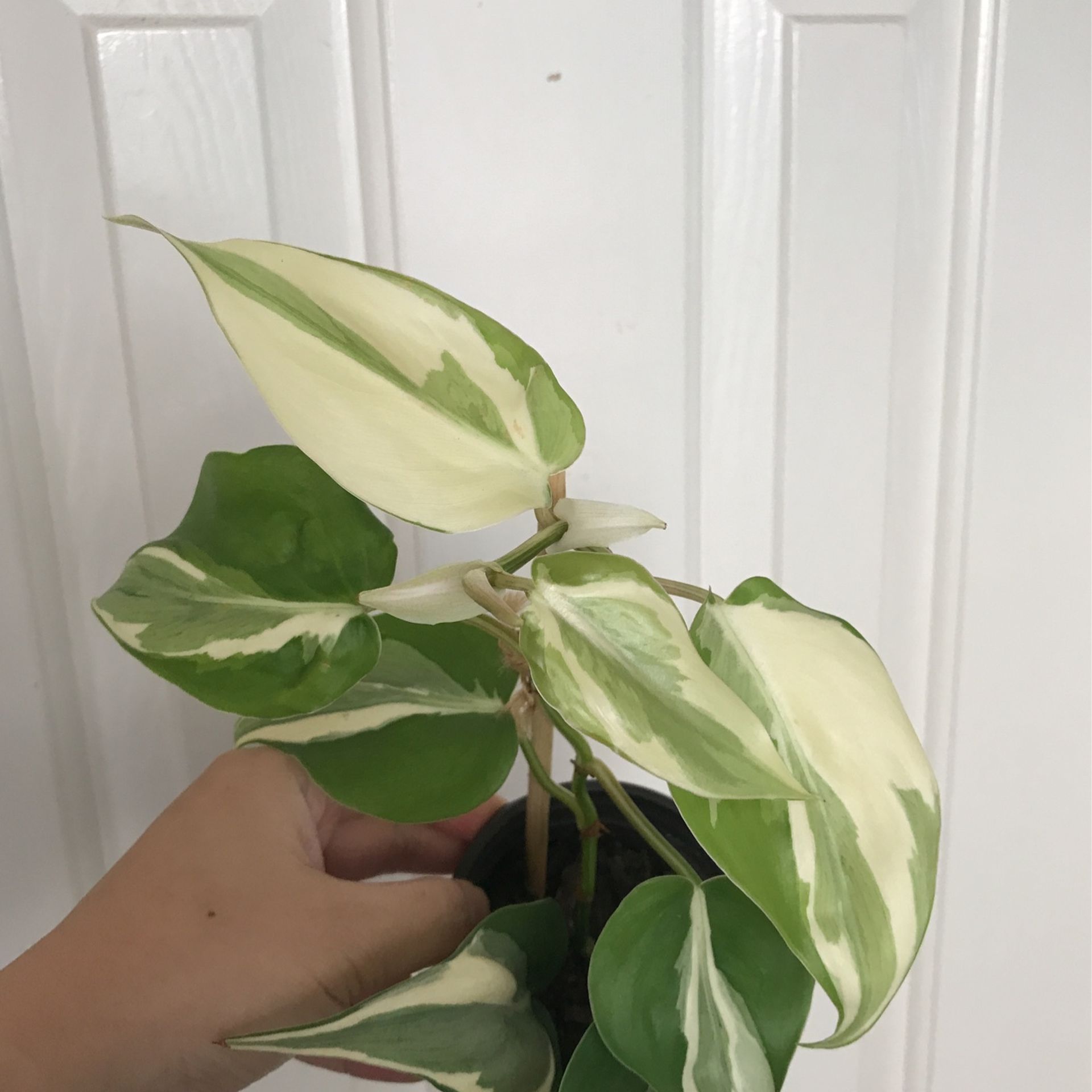 Beautiful Philodendron Rio Sport Plant