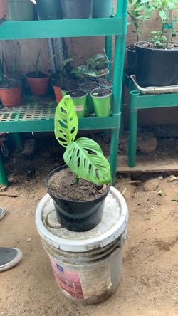 Monstera Obliqua Live Plant in Pot