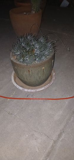 Zebra hiyaworthia plant with pot