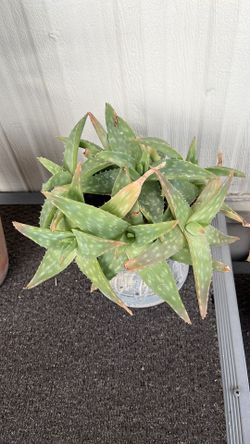 Star succulent