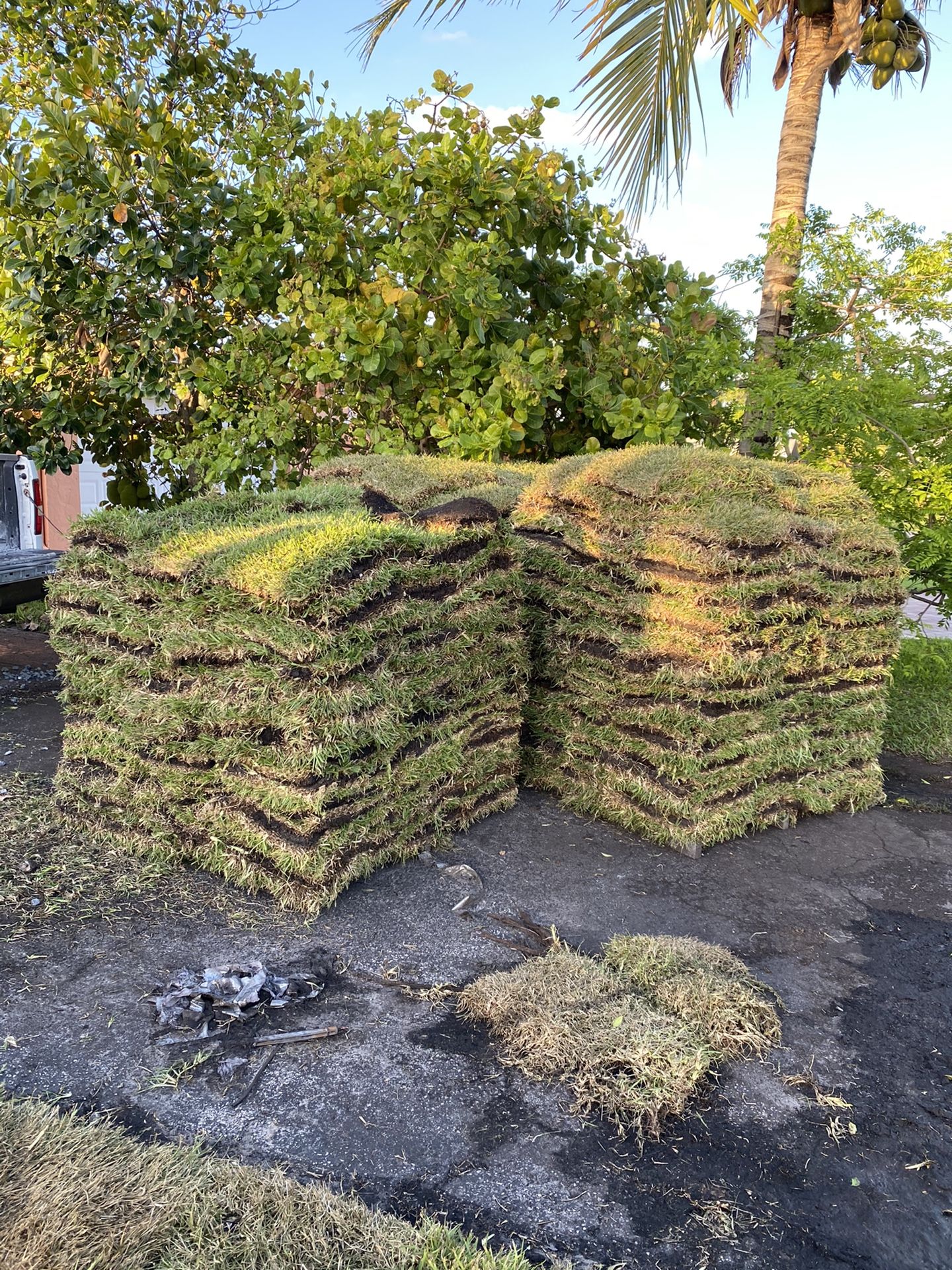 Sod/grass