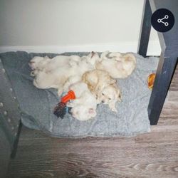 Minuture Toy Poodles