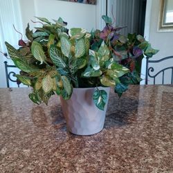 Decorative, Artificial, Plant, Plants 