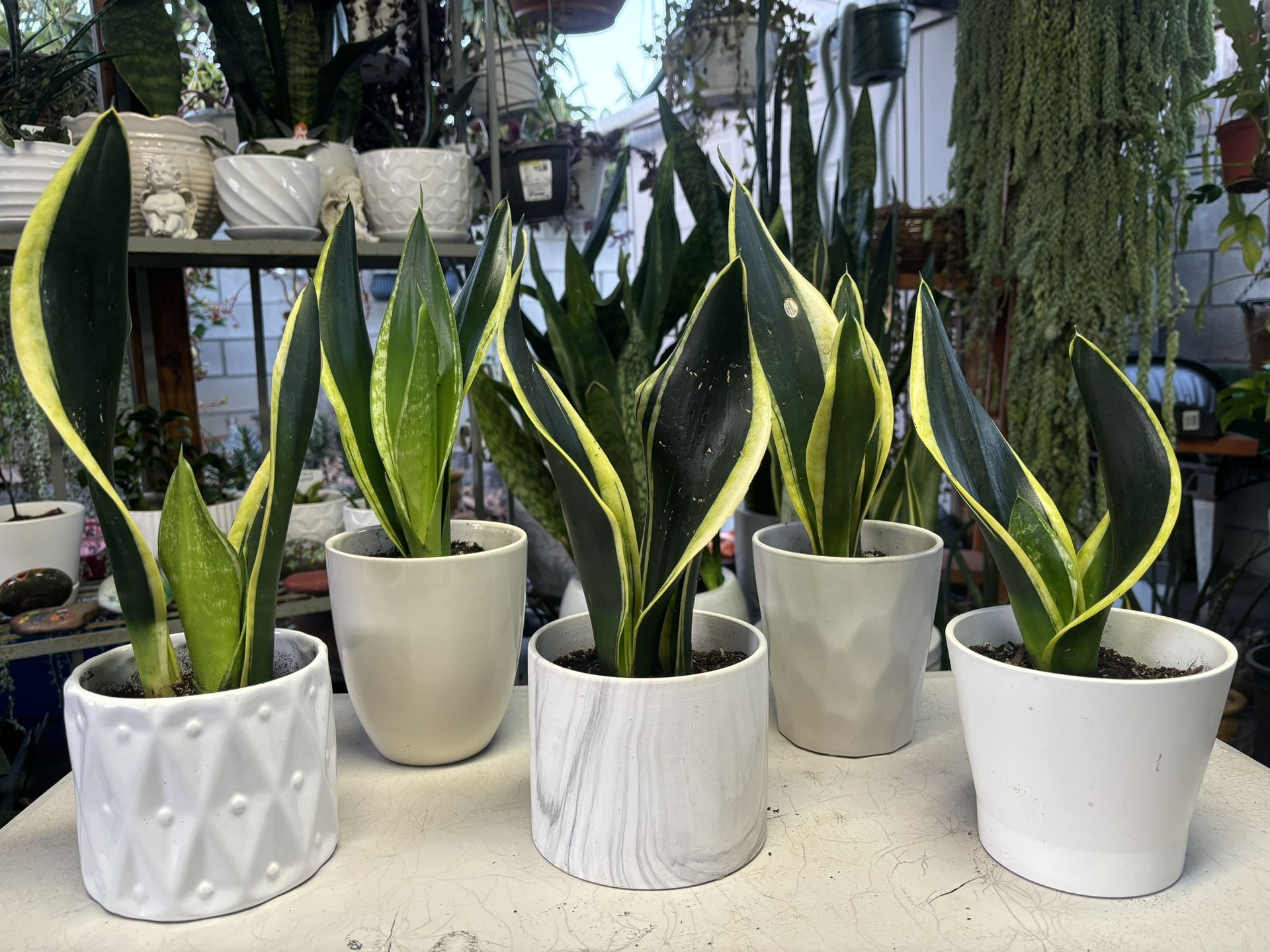Sansevieria Black Gold