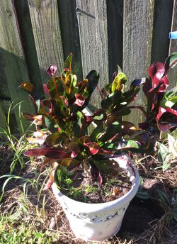 Yard plants five to $20 each