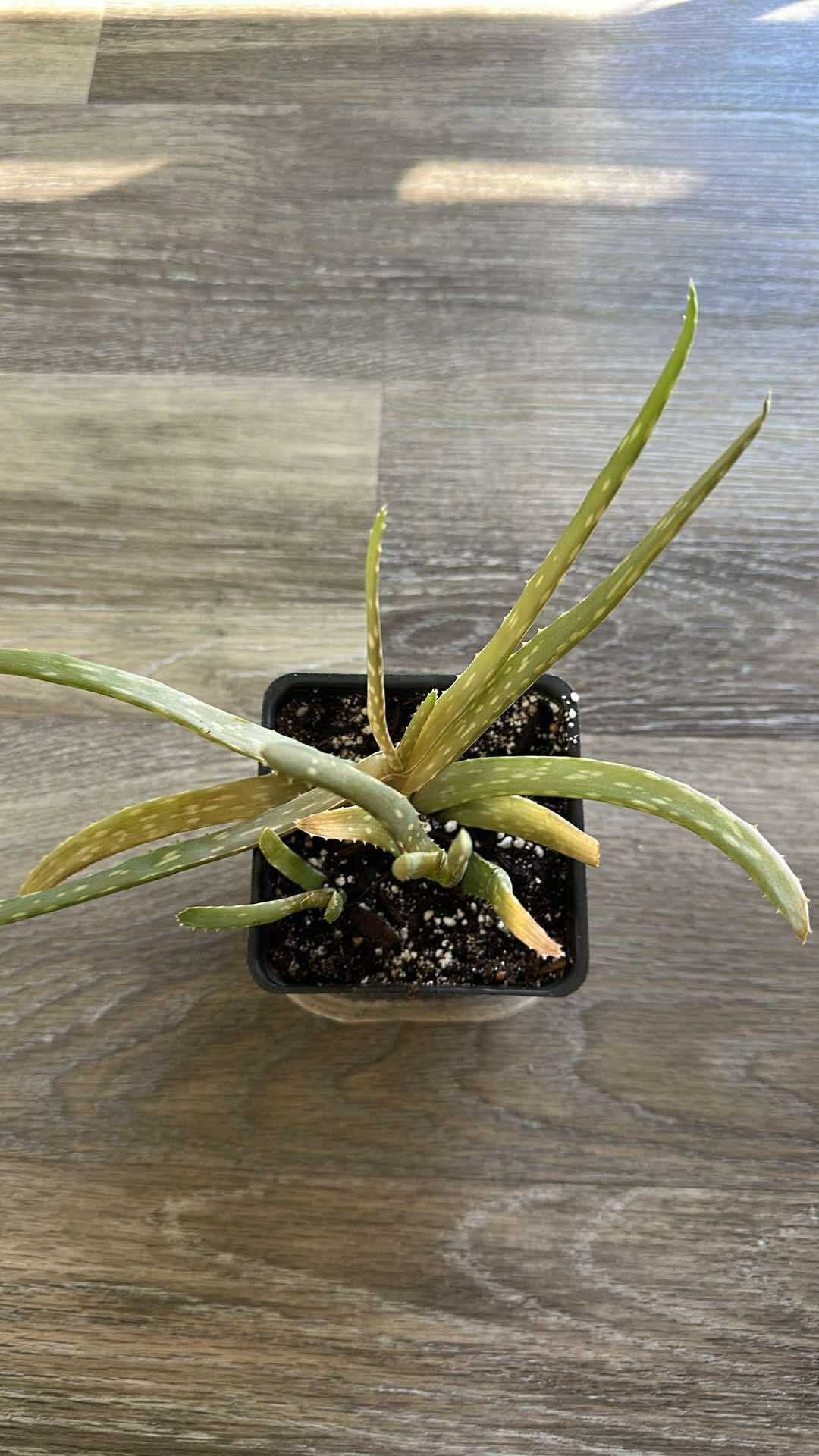 4in Aloe Plant