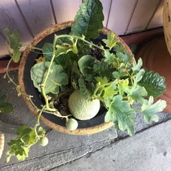 Planta De Melón. 