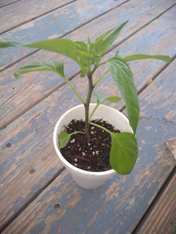 Jalapeno Plants $5