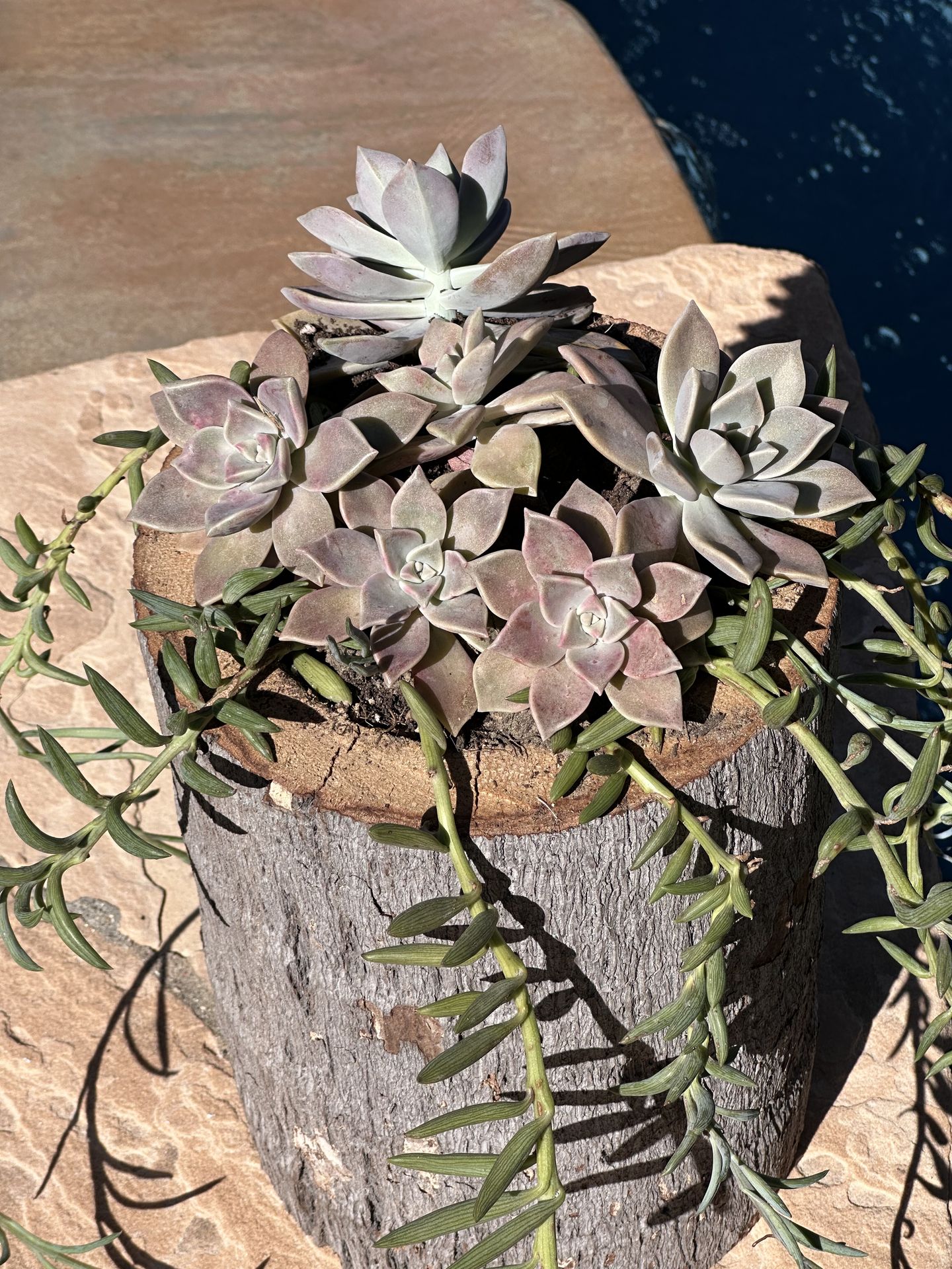 Unique pot with purple succulent