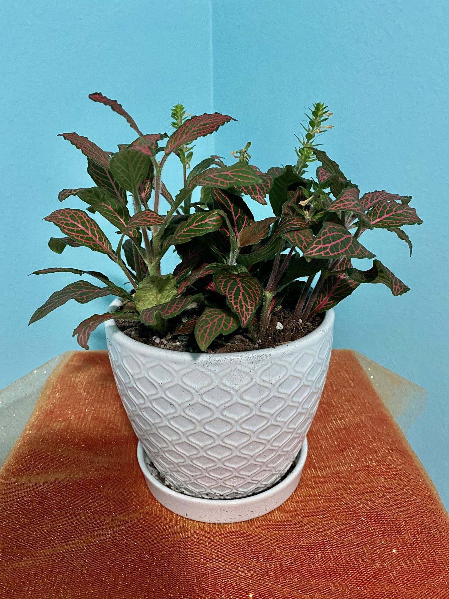 Pink Nerve Plant In White Ceramic Pot With Drainage