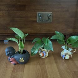 3 decoration pots / w Plants 