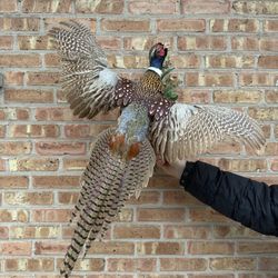 Pheasant Taxidermy 
