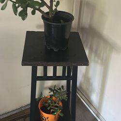 Plant With Stands Wooden Jade Plant 