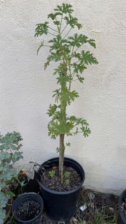 Citronella Mosquito Plant