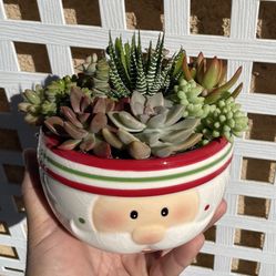 Succulent Arrangements and Hanging Baskets in Covina