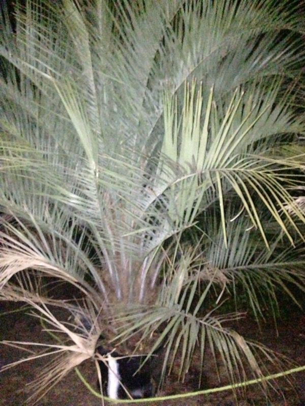 Palms large