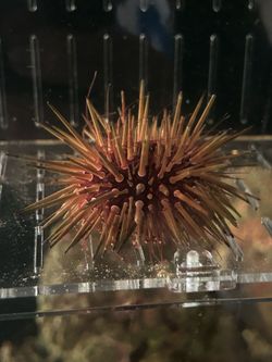 Sea Urchin Toy