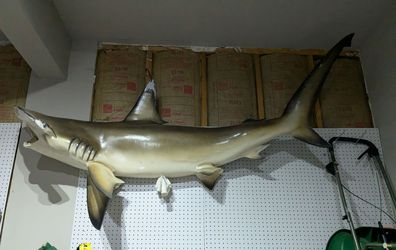 Rare 7ft Hammerhead Shark Wall Mount - Real Jaw & Teeth!