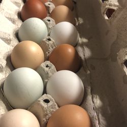 Pasture raised chicken eggs