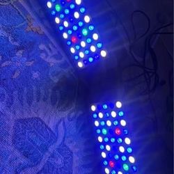165w Lights For Reef Tank 