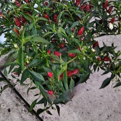 Beautiful planta de chile piquin one galon
