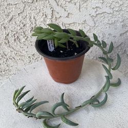 4 Inch Pot Succulent Plant - Senecio Radicans Hybrid - String of Fish Hooks - Trailing Succulent - Drought Resistant - Established Plant - 🪴 