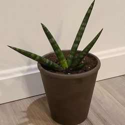 Starfish Sansevieria Young Rooted Plant $15