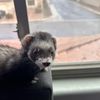 Pete