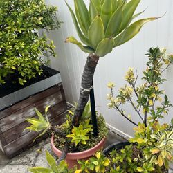 5 Gallon Plants , $50 Or Best Offer 