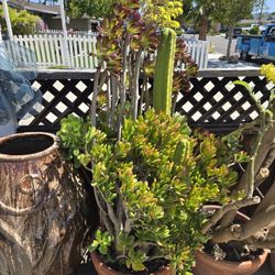 Succulents IN Large Terra Cotta Pot