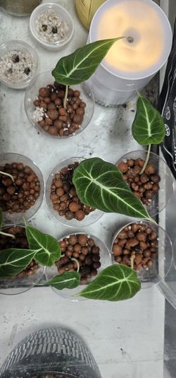 Black Velvet Aloecasia 