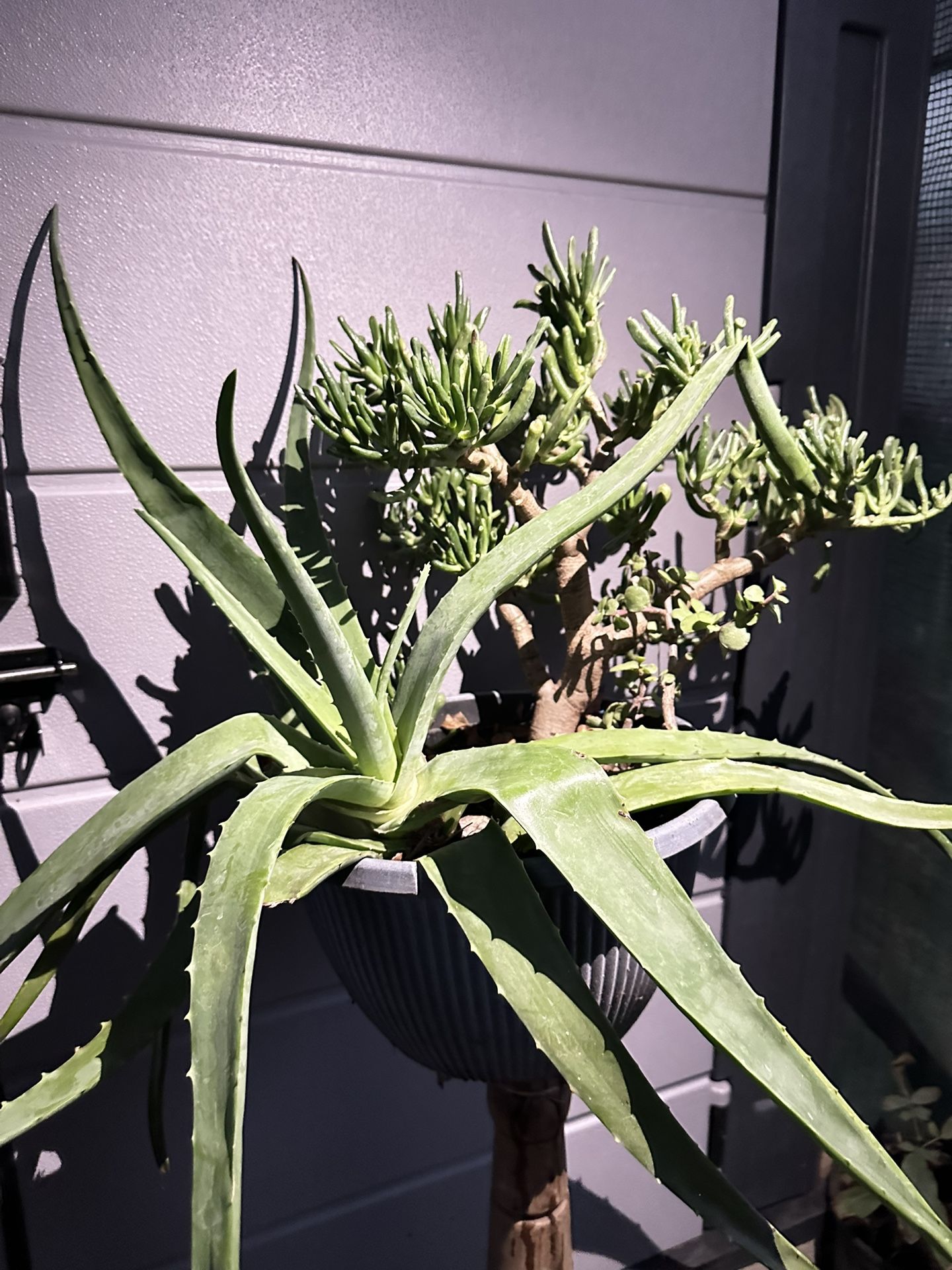 Aloe Vera And Gollum Jade Assortment