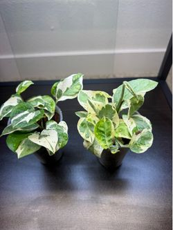 Njoy pothos plants