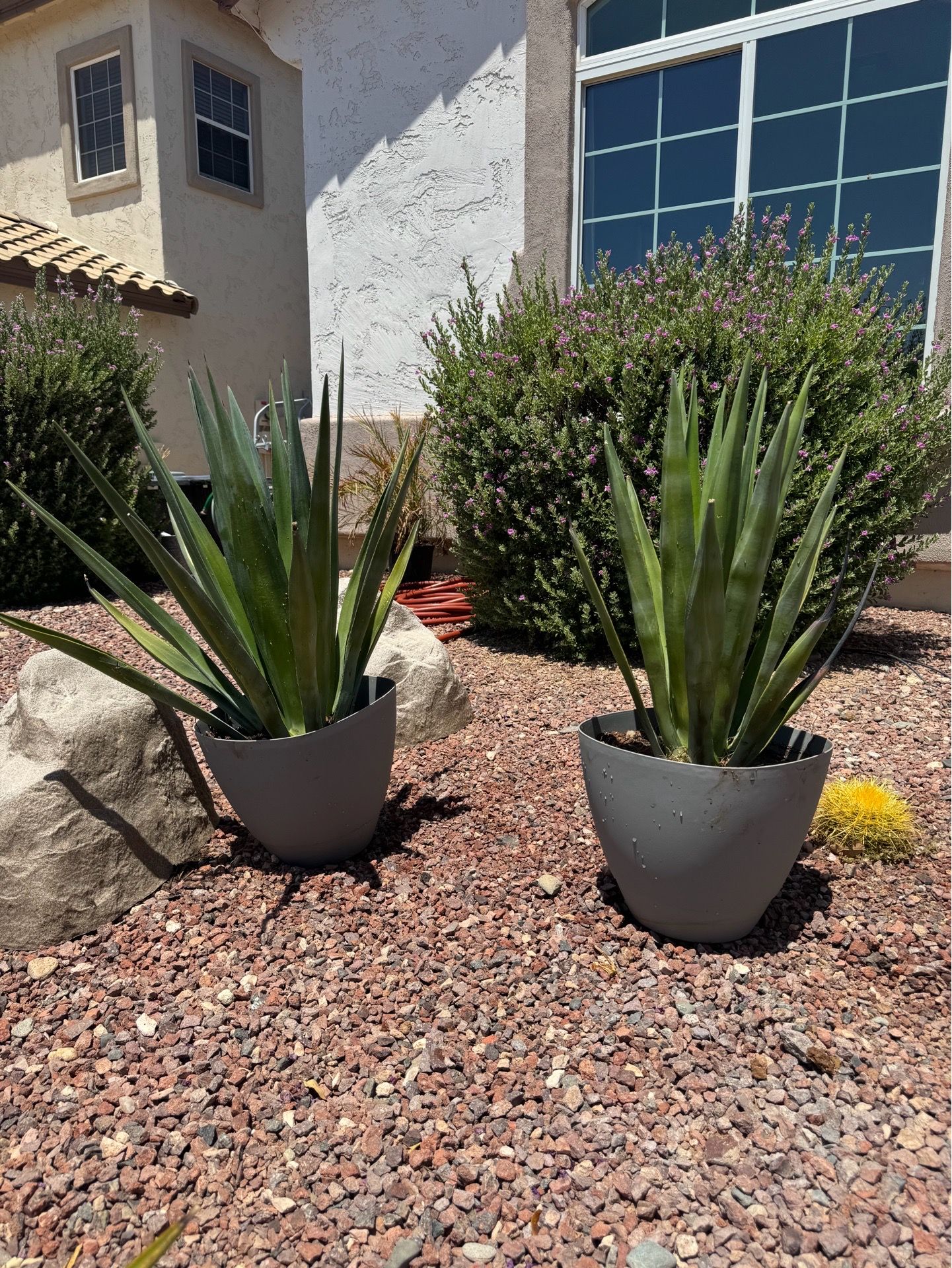 Agave plant in pot / both for $120 / sun or shade succulent desert plants patio garden home decor