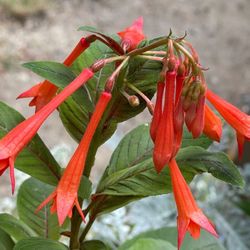Attract Hummingbirds Upright Firecracker Fuchsia  Has Beautiful Foliage. Please See All Pics.