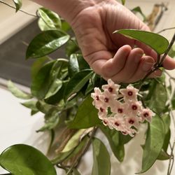 Hoya Plant With Flowers In A Macrame Hanger Only $20 Needs Picked Up ASAP!! Price Firm!