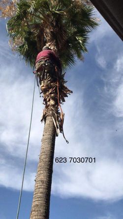 Palmas Y Harboles  Remove