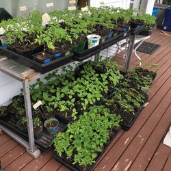 3 Tomato or Tomatillo Plants for $5 - Lots of Varieties Available