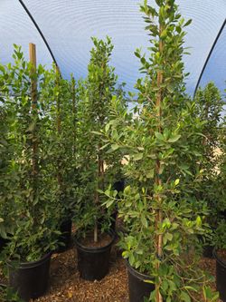 Indian Laurel 15 gallons ficus