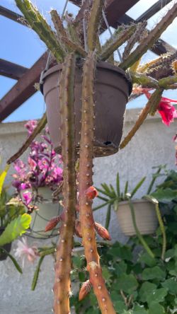Orange Flower Plant