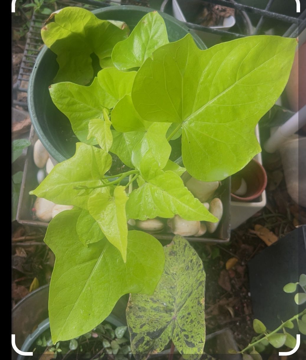 Sweet Potato Vine 'Marguerite vine hanging basket