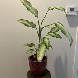 Dieffenbachia & stylist ceramic pot